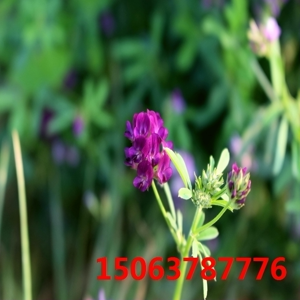 紫花苜蓿草籽献县有卖的吗？