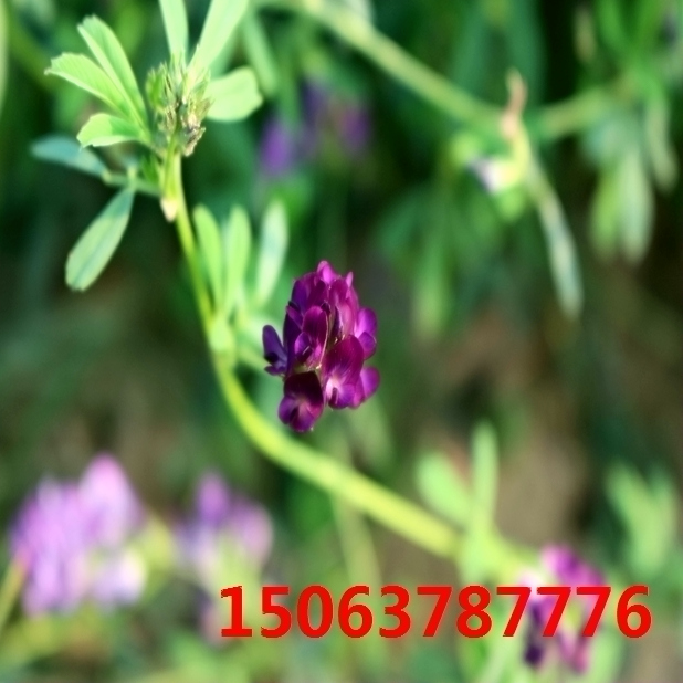 定西紫花苜蓿草籽种植基地在哪？