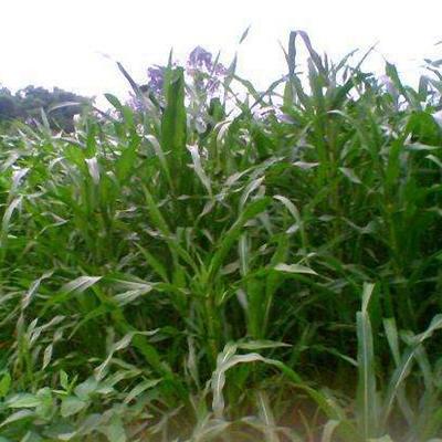 墨西哥玉米草可长4米高，亩产鲜草30吨，被誉为“夏季牧草之王”。