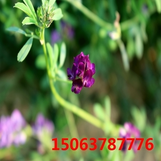 紫花苜蓿草籽什么样？