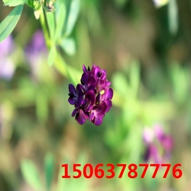紫苜蓿草籽报价？