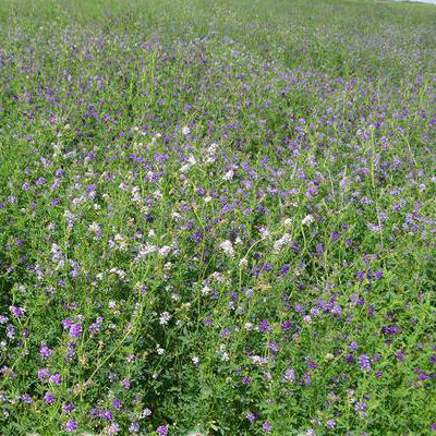 紫花苜蓿草籽一平米用多少？