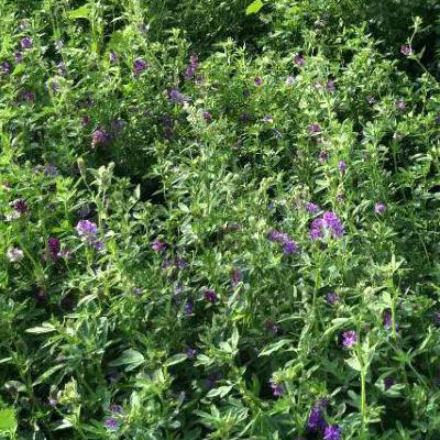 紫花苜蓿草籽如何种植？