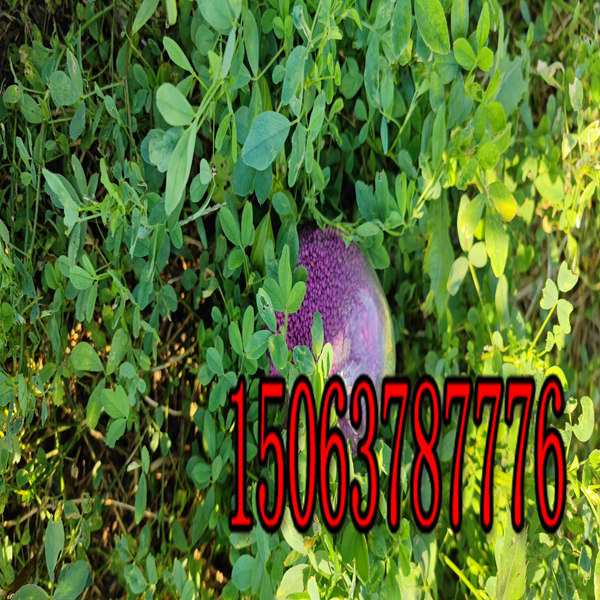 喂羊紫花苜蓿草籽多少钱一斤？