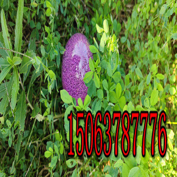 浙江紫花苜蓿草籽多少钱一斤？