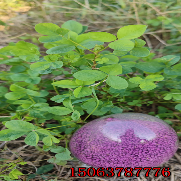 紫花苜蓿草籽撒播量？