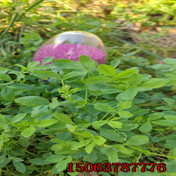 紫花苜蓿草籽撒播量？