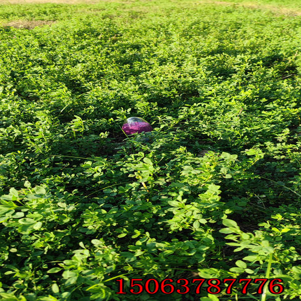 牧草紫花苜蓿草籽多少钱一斤？