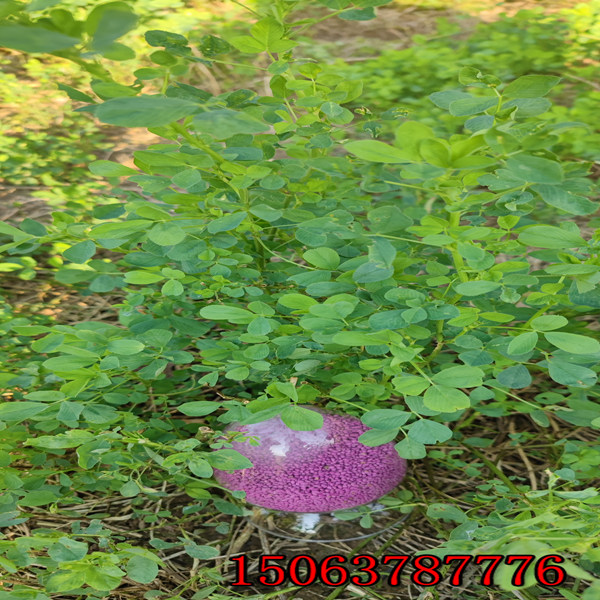 牧草紫花苜蓿草籽多少钱一斤？