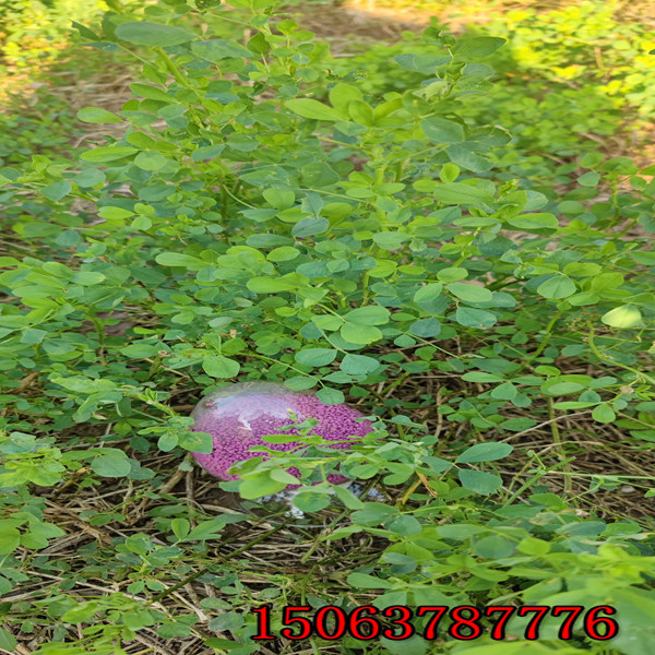 紫花苜蓿草籽几月播种合适？