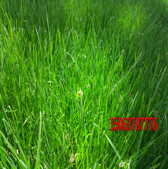 造成狗牙根草坪干枯发黄的原因有哪些？