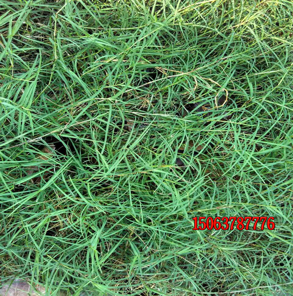 狗牙根草籽怎样种出漂亮的草坪？