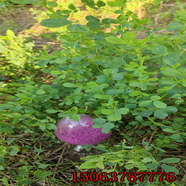 紫花苜蓿草籽能喂羊吗？