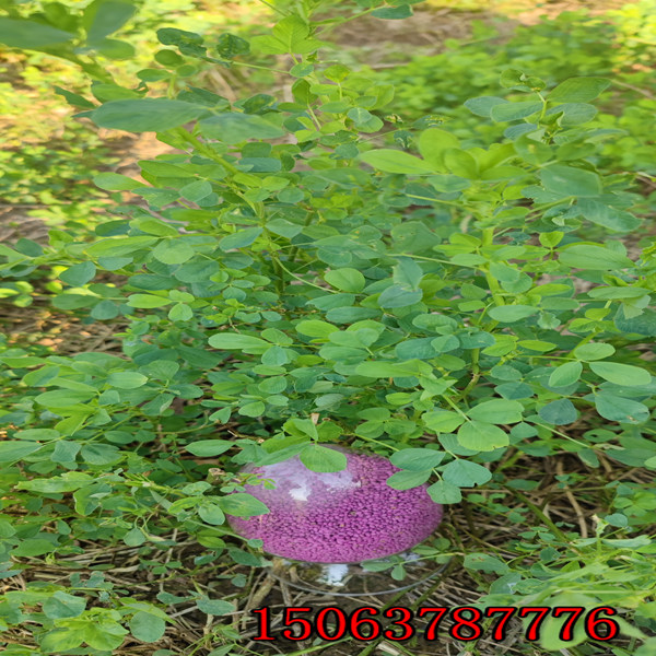 紫花苜蓿草籽怎么种？