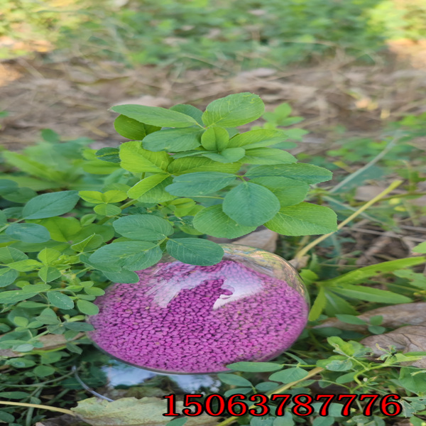 紫花苜蓿草籽选择？