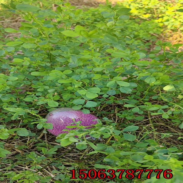 西宁紫花苜蓿草籽基地