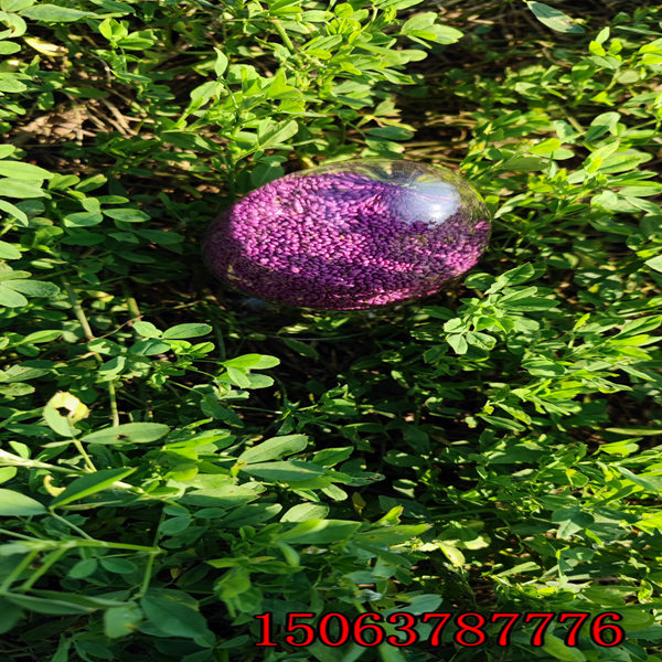 紫花苜蓿草石家庄哪里有卖