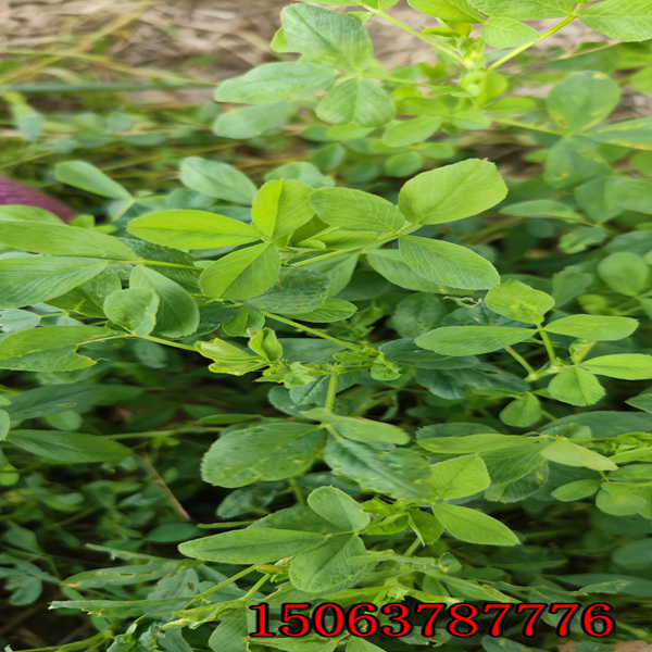 定西紫花苜蓿草籽供应商