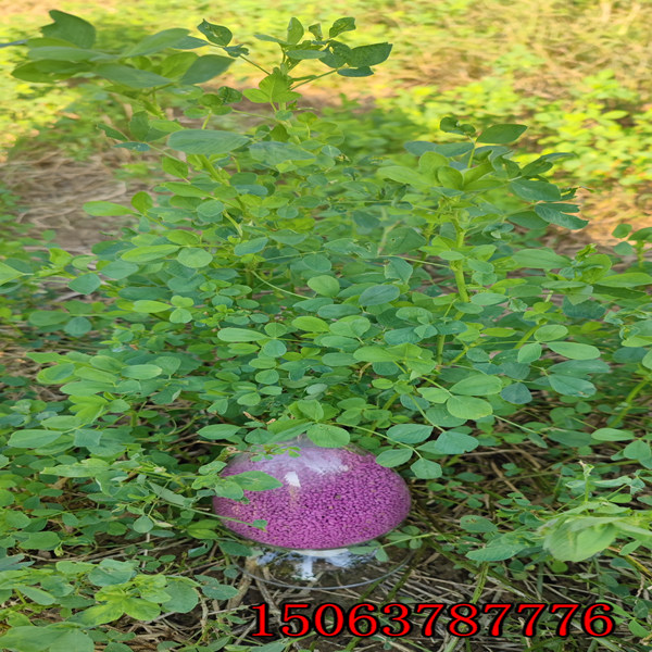 白银紫花苜蓿草籽多少钱一吨