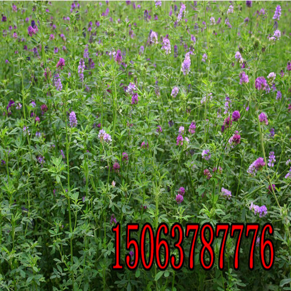 牧草紫花苜蓿草籽多少钱一斤