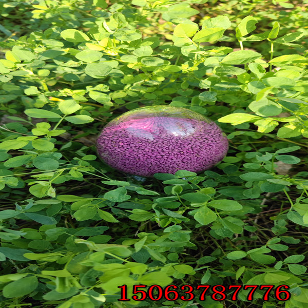 牧草紫花苜蓿草籽多少钱一斤