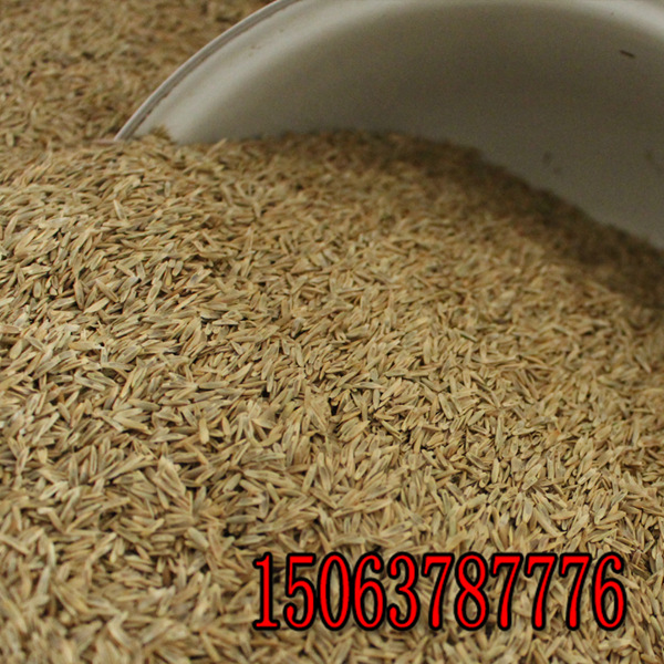 一公斤黑麦草草籽能撒多少平米