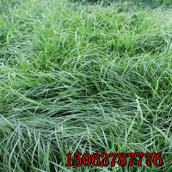 黑麦草草籽适合哪个季节播种