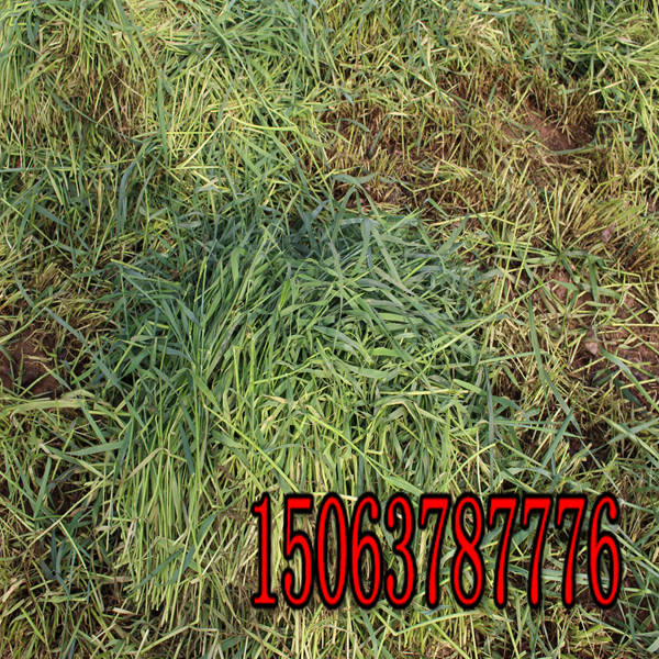 四川西昌黑麦草草籽多少钱一斤