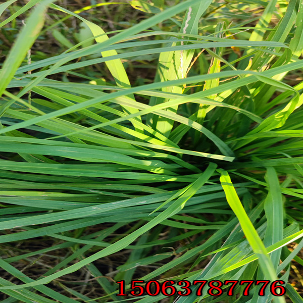 百慕大黑麦草草籽