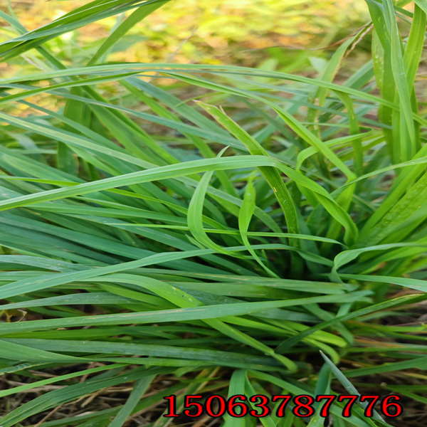 黑麦草草籽1m2播种几公斤