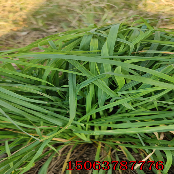 新西兰黑麦草草籽