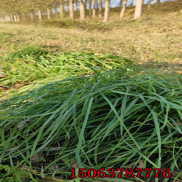 云南黑麦草草籽多少钱一斤