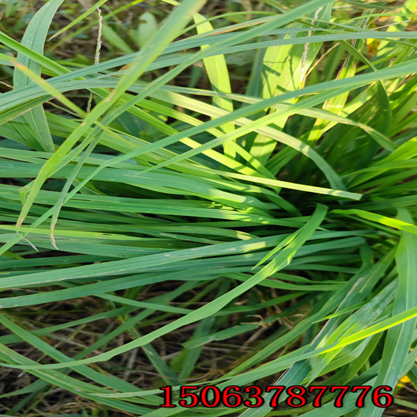 上海黑麦草草籽适宜播种时间