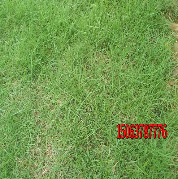 学校足球场常用的草坪种子是什么品种？