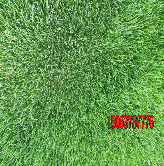学校足球场常用的草坪种子是什么品种？