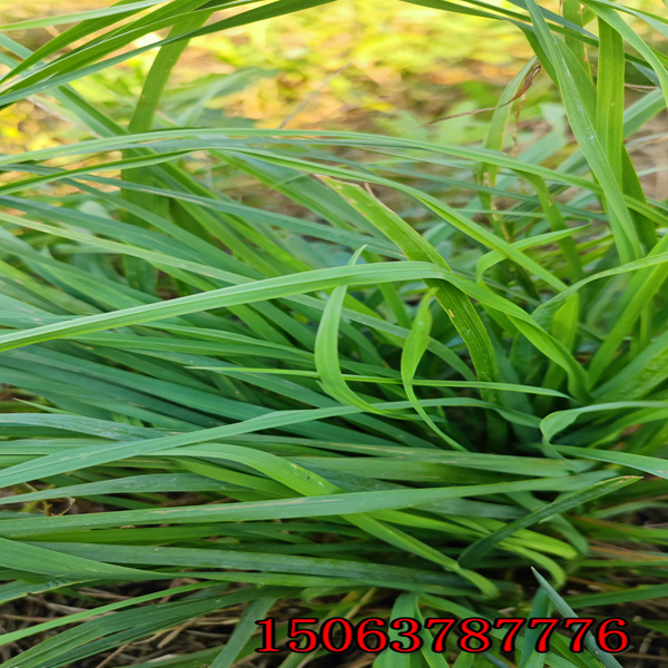 泰州批发护坡草种
