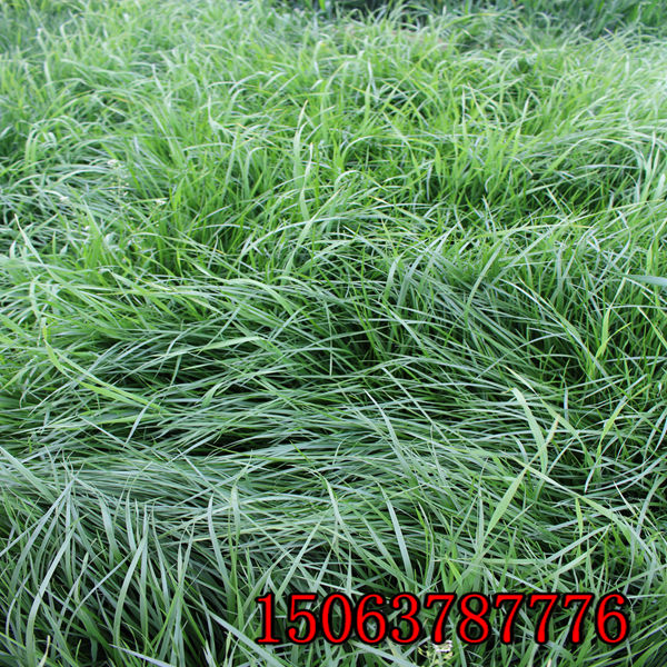 滁州批发护坡草种