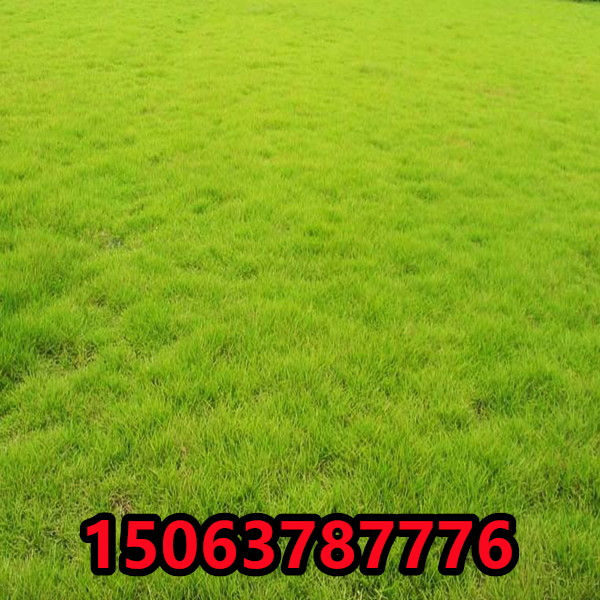 草坪种子多少钱一公斤